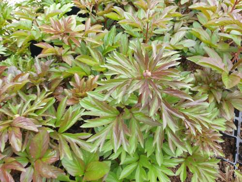 Bild von /bilder/bluehapp/thumb/PAELSOH_Paeonia_x_lact___Scarlet_o_Hara__P2_0__P-5321089701_T-k_K-18_Y-21_29867_aktiv_.jpg