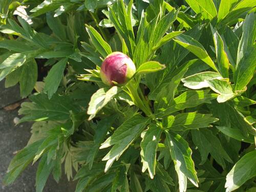 Bild von /bilder/bluehapp/thumb/PAELSOH_Paeonia_x_lact___Scarlet_o_Hara__P2_0__P-5321089701_T-k_K-19_Y-20_23394_aktiv_.jpg