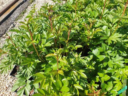 Bild von /bilder/bluehapp/thumb/PAELSOH_Paeonia_x_lact___Scarlet_o_Hara__P2_0__P-5321089701_T-k_K-20_Y-21_22908_aktiv_.jpg