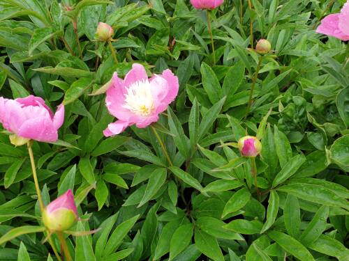 Bild von /bilder/bluehapp/thumb/PAELWL_Paeonia_x_lact___Wladyslawa__P2_0__P-5321094501_T-k_K-24_Y-20_27329_aktiv_.jpg