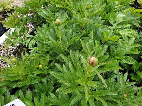 Bild von /bilder/bluehapp/thumb/PAEOAP_Paeonia_officinalis__Alba_Plena__P2_0__P-5322010001_T-k_K-20_Y-19_45171_aktiv_.jpg