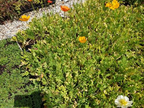 Bild von PAPNGA_Papaver_nudicaule__Gartenzwerg__P0_5__P-5342010001_T-k_K-28_Y-20_93932_aktiv_.jpg