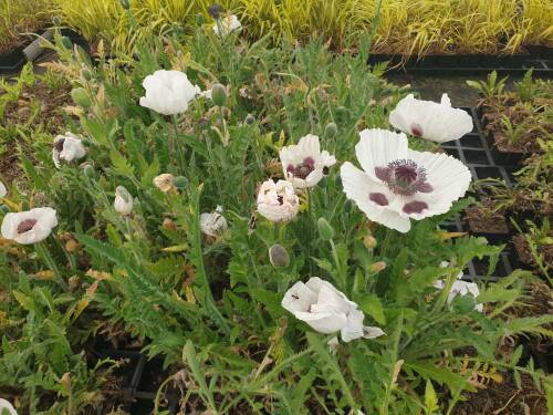 Bild von /bilder/bluehapp/thumb/PAPORW_Papaver_orient___Royal_Wedding____P0_5__P-5342573001_T-k_K-21_Y-20_98993_aktiv_.jpg