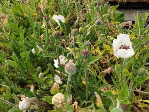 Bild von /bilder/bluehapp/thumb/PAPORW_Papaver_orient___Royal_Wedding____P0_5__P-5342573001_T-k_K-22_Y-20_37155_aktiv_.jpg