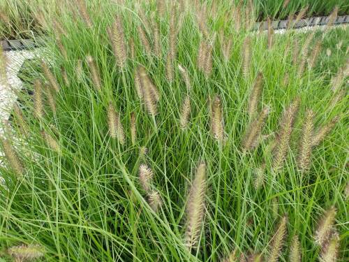 Bild von /bilder/bluehapp/thumb/PENACA_Pennisetum_alopecur___Cassian__P1_0__P-8061005001_T-b_K-36_Y-20_45638_aktiv_.jpg