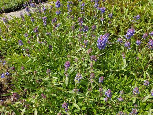 Bild von /bilder/bluehapp/thumb/PENC_Penstemon_campanulatus_P0_5__P-5421700001_T-b_K-19_Y-19_19613_aktiv_.jpg