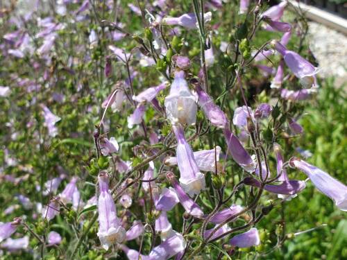 Bild von /bilder/bluehapp/thumb/PENC_Penstemon_campanulatus_P0_5__P-5421700001_T-b_K-26_Y-19_35524_aktiv_.jpg