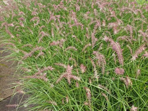 Bild von /bilder/bluehapp/thumb/PENOKR_Pennisetum_orientale__Karley_Rose_S_P1_0__P-8062050001_T-b_K-36_Y-20_36860_aktiv_.jpg