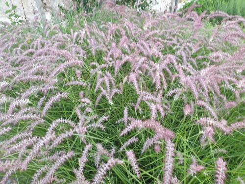 Bild von /bilder/bluehapp/thumb/PENOKR_Pennisetum_orientale__Karley_Rose_S_P1_0__P-8062050001_T-b_K-37_Y-20_13463_aktiv_.jpg