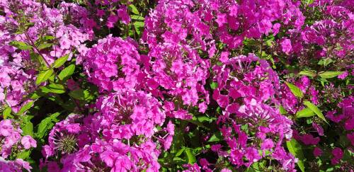 Bild von PHLAWI_Phlox_x_amplifolia__Winnetou__P1_0__P-5480561001_T-b_K-32_Y-19_55902_aktiv_.jpg