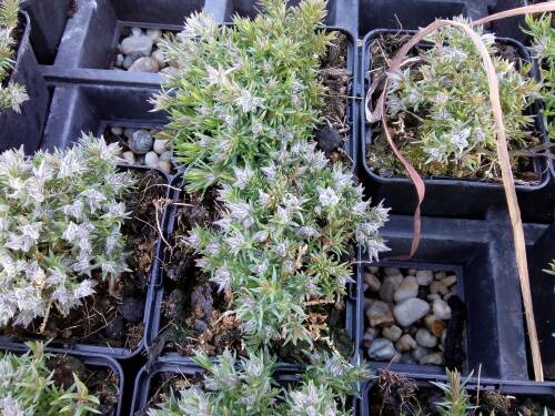 Bild von /bilder/bluehapp/thumb/PHLDGA_Phlox_douglasii__Georg_Arends__P0_5__P-5483015001_T-k_K-16_Y-19_67332_aktiv_.jpg