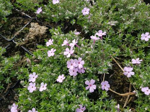 Bild von /bilder/bluehapp/thumb/PHLDLA_Phlox_douglasii__Lachsjuwel__P0_5__P-5483021001_T-b_K-17_Y-20_79500_aktiv_.jpg