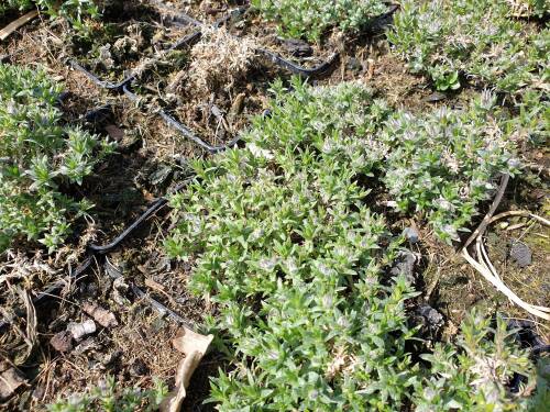 Bild von /bilder/bluehapp/thumb/PHLDLA_Phlox_douglasii__Lachsjuwel__P0_5__P-5483021001_T-k_K-16_Y-20_51264_aktiv_.jpg