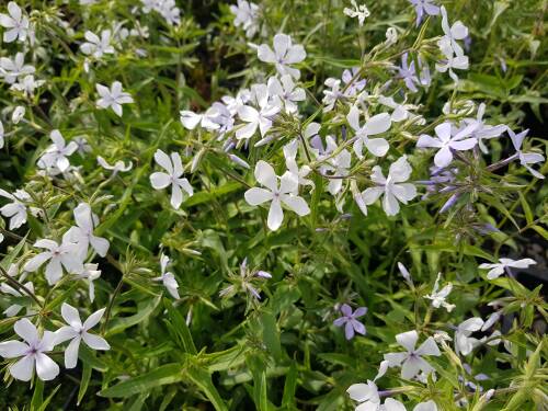 Bild von /bilder/bluehapp/thumb/PHLDMB_Phlox_divaricata__May_Breeze__P1_0__P-5482550001_T-b_K-17_Y-20_26257_aktiv_.jpg