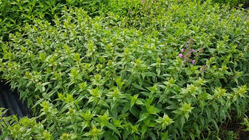 Bild von Phlox maculata Delta