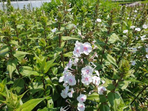 Bild von /bilder/bluehapp/thumb/PHLMSC_Phlox_maculata__Schneelawine__P1_0__P-5483565001_T-b_K-26_Y-19_24263_aktiv_.jpg