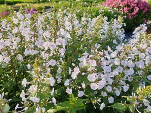 Bild von /bilder/bluehapp/thumb/PHLMSC_Phlox_maculata__Schneelawine__P1_0__P-5483565001_T-b_K-27_Y-19_21341_aktiv_.jpg