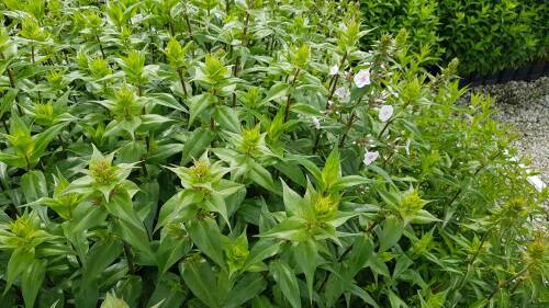 Bild von /bilder/bluehapp/thumb/PHLMSC_Phlox_maculata__Schneelawine__P1_0__P-5483565001_T-k_K-25_Y-19_51867_aktiv_.jpg
