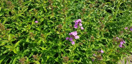 Bild von /bilder/bluehapp/thumb/PHLPHE_Phlox_paniculata__Hesperis__P1_0__P-5484536001_T-b_K-32_Y-19_10364_aktiv_.jpg