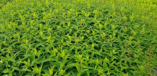 Bild von Phlox paniculata Hesperis