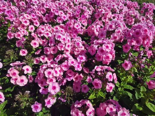Bild von /bilder/bluehapp/thumb/PHLPJP_Phlox_paiculata__Jeffs_Pink__P1_0__P-5484539501_T-b_K-32_Y-20_17405_aktiv_.jpg
