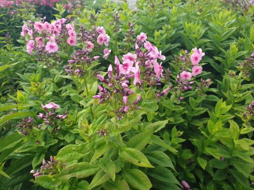 Bild von Phlox paniculata Jeffs Pink