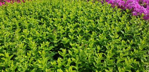 Bild von /bilder/bluehapp/thumb/PHLPJP_Phlox_paiculata__Jeffs_Pink__P1_0__P-5484539501_T-k_K-32_Y-19_14353_aktiv_.jpg