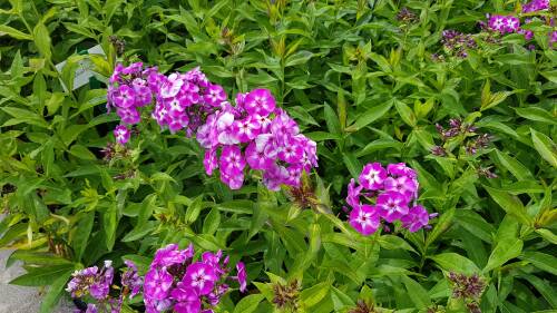 Bild von Phlox paniculata Laura