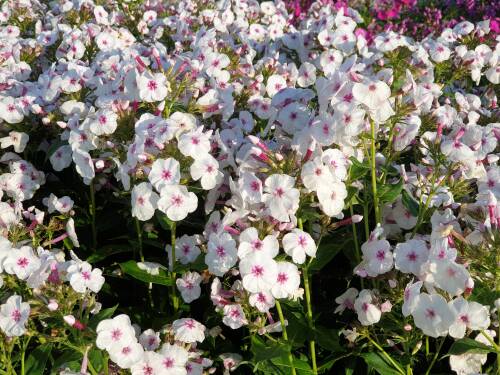 Bild von /bilder/bluehapp/thumb/PHLPMF_Phlox_paniculata__Mikes_Favourite__P1_0__P-5484559001_T-b_K-30_Y-19_73397_aktiv_.jpg