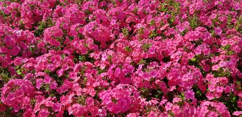 Bild von /bilder/bluehapp/thumb/PHLPPAT_Phlox_paniculata__Pink_Attraction__P1_0__P-5484577001_T-b_K-32_Y-19_36196_aktiv_.jpg