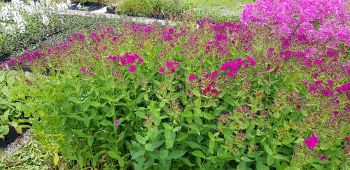 Bild von /bilder/bluehapp/thumb/PHLPRB_Phlox_paniculata__Raving_Beauty__P1_0__P-5484580001_T-b_K-31_Y-19_14475_aktiv_.jpg