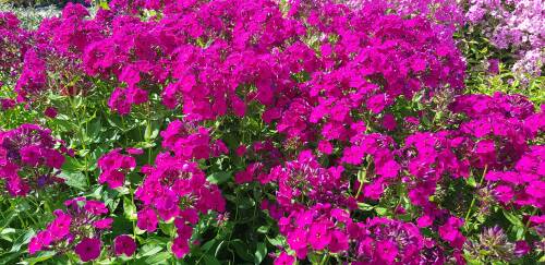 Bild von /bilder/bluehapp/thumb/PHLPRB_Phlox_paniculata__Raving_Beauty__P1_0__P-5484580001_T-b_K-32_Y-19_69938_aktiv_.jpg