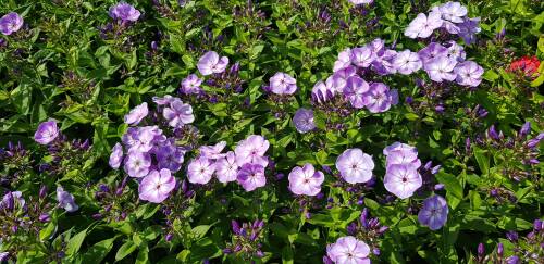 Bild von /bilder/bluehapp/thumb/PHLPYOB_Phlox_paniculata__Younique_Old_Blue_P1_0__P-5484599201_T-b_K-32_Y-19_97838_aktiv_.jpg