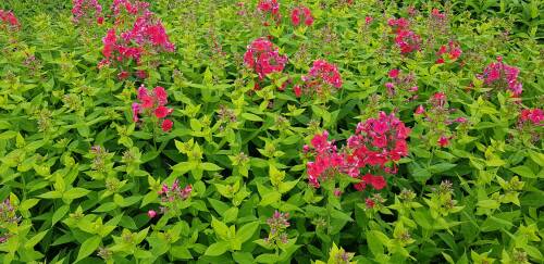 Bild von /bilder/bluehapp/thumb/PHLPYO_Phlox_paniculata__Younique_Orange__P1_0__P-5484599701_T-b_K-31_Y-19_34532_aktiv_.jpg