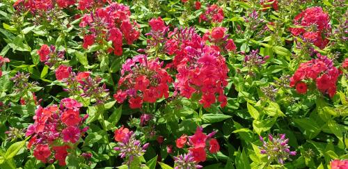 Bild von /bilder/bluehapp/thumb/PHLPYO_Phlox_paniculata__Younique_Orange__P1_0__P-5484599701_T-b_K-32_Y-19_44660_aktiv_.jpg