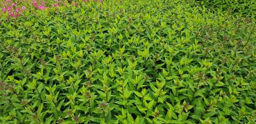 Bild von /bilder/bluehapp/thumb/PHLPYR_Phlox_paniculata__Younique_Rot__P1_0__P-5484599801_T-b_K-31_Y-19_79264_aktiv_.jpg