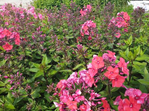 Bild von /bilder/bluehapp/thumb/PHLPYR_Phlox_paniculata__Younique_Rot__P1_0__P-5484599801_T-k_K-29_Y-20_39456_aktiv_.jpg