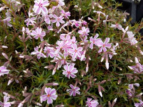 Bild von /bilder/bluehapp/thumb/PHLSCS_Phlox_subulata__Candy_Stripes__P0_5__P-5486022001_T-b_K-18_Y-19_95879_aktiv_.jpg