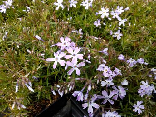 Bild von /bilder/bluehapp/thumb/PHLSECB_Phlox_subulata__Emerald_Cushion_Blu_P0_5__P-5486025001_T-b_K-15_Y-19_84099_aktiv_.jpg