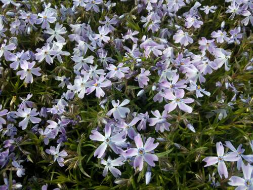 Bild von /bilder/bluehapp/thumb/PHLSECB_Phlox_subulata__Emerald_Cushion_Blu_P0_5__P-5486025001_T-b_K-17_Y-19_55360_aktiv_.jpg