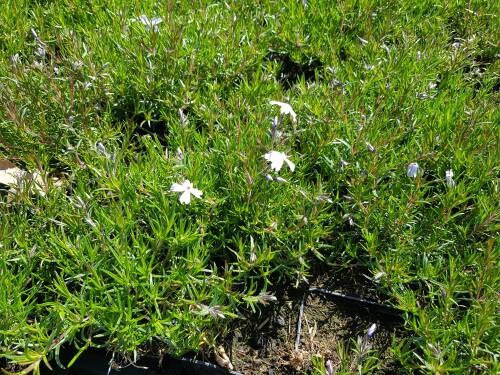 Bild von PHLSECB_Phlox_subulata__Emerald_Cushion_Blu_P0_5__P-5486025001_T-b_K-19_Y-20_82083_aktiv_.jpg