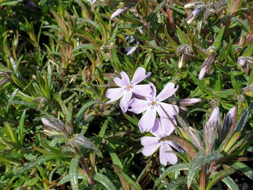 Bild von /bilder/bluehapp/thumb/PHLSGFW_Phlox_subulata__G_F_Wilson__P0_5__P-5486035001_T-b_K-16_Y-20_63661_aktiv_.jpg