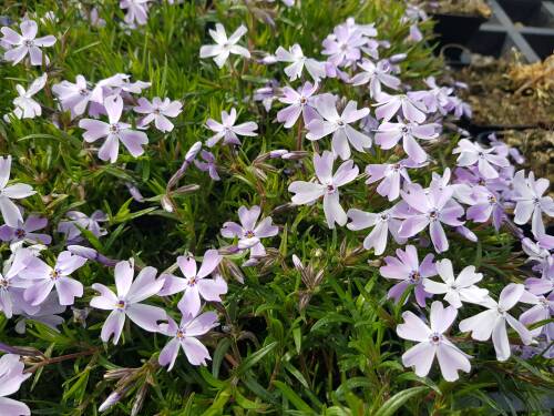 Bild von /bilder/bluehapp/thumb/PHLSGFW_Phlox_subulata__G_F_Wilson__P0_5__P-5486035001_T-b_K-17_Y-20_95031_aktiv_.jpg