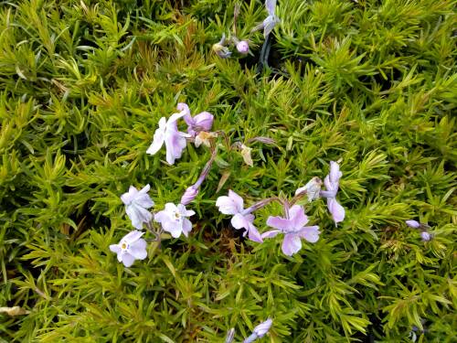 Bild von /bilder/bluehapp/thumb/PHLSLT_Phlox_subulata__Linners_Traum__P0_5__P-5486044001_T-k_K-20_Y-19_57432_aktiv_.jpg