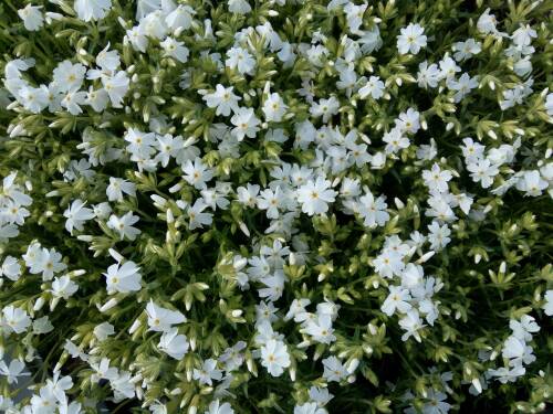 Bild von /bilder/bluehapp/thumb/PHLSMA_Phlox_subulata__Maischnee__P0_5__P-5486052001_T-b_K-17_Y-19_87767_aktiv_.jpg