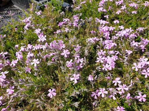 Bild von /bilder/bluehapp/thumb/PHLSMO_Phlox_subulata__Moerheimii__P0_5__P-5486056001_T-b_K-16_Y-20_79522_aktiv_.jpg