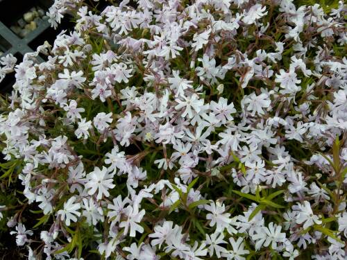 Bild von /bilder/bluehapp/thumb/PHLSPE_Phlox_subulata__Petticoat__P0_5__P-5486050001_T-b_K-18_Y-19_35958_aktiv_.jpg