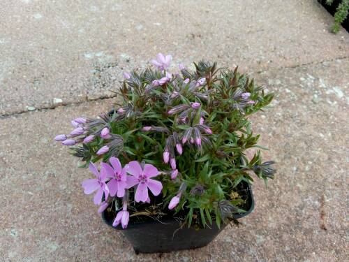 Bild von /bilder/bluehapp/thumb/PHLSRS_Phlox_subulata__Ronsdorfer_Sch_ne__P0_5__P-5486060001_T-b_K-15_Y-19_26927_aktiv_.jpg