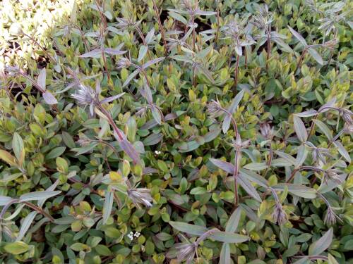 Bild von /bilder/bluehapp/thumb/PHLSVV_Phlox_stolonifera__Violet_Velvet__P0_5__P-5485570001_T-k_K-16_Y-19_52564_aktiv_.jpg