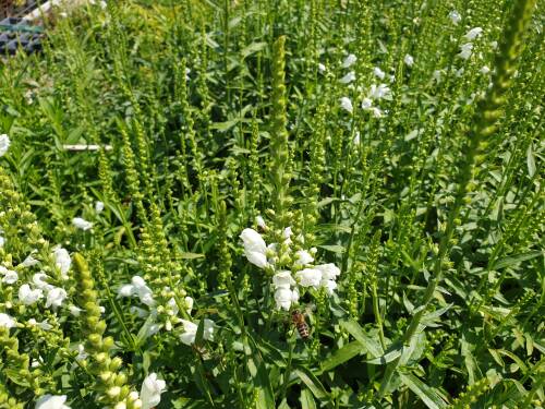 Bild von PHYVSU_Physostegia_virg___Summersnow__P0_5__P-5561030001_T-b_K-30_Y-19_86047_aktiv_.jpg